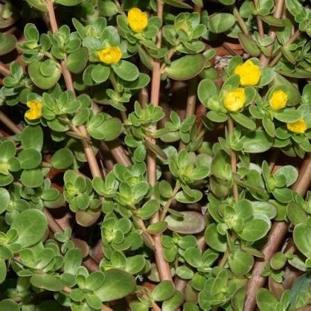 Purslane